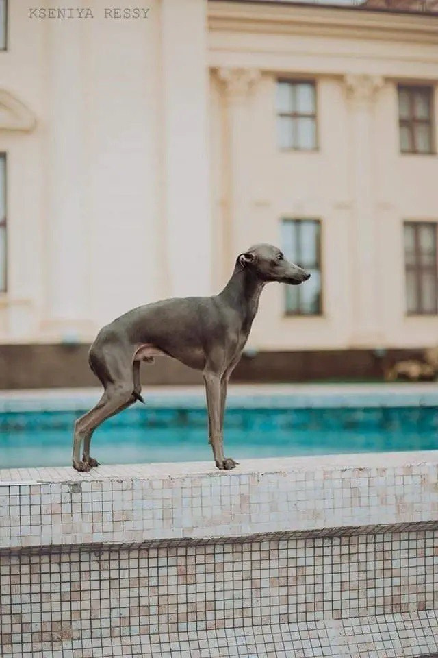 Весенние крошки. Профессиональный питомник левреток РКФ/FCI ASTI SAPPHIRE 💎 Сочи|Санкт-Петербург