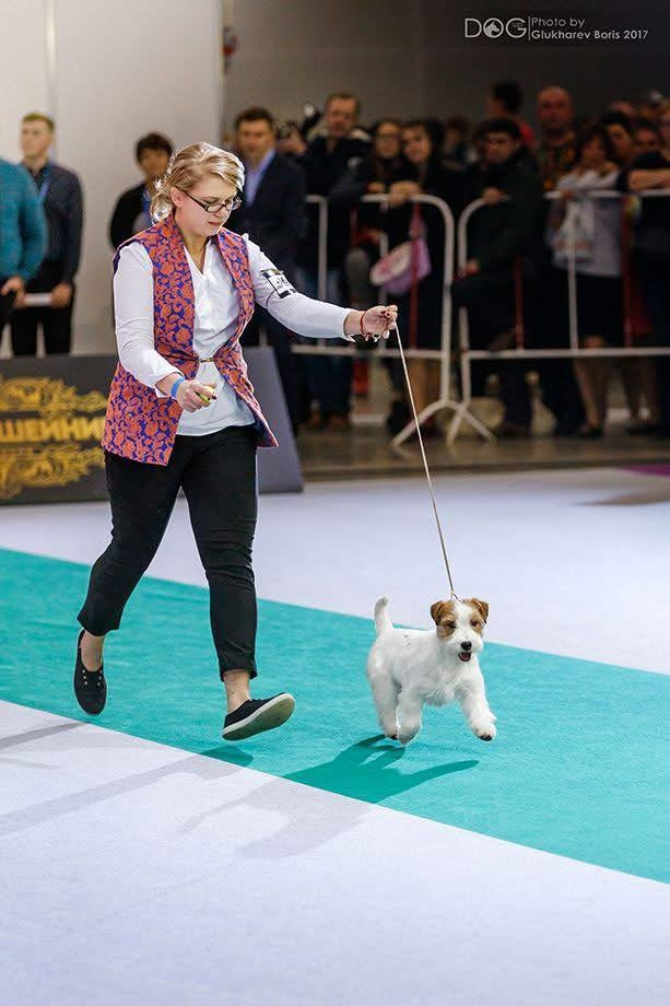 Lovely-Orange Mascarpone. Lovely-Orange питомник джек рассел терьеров