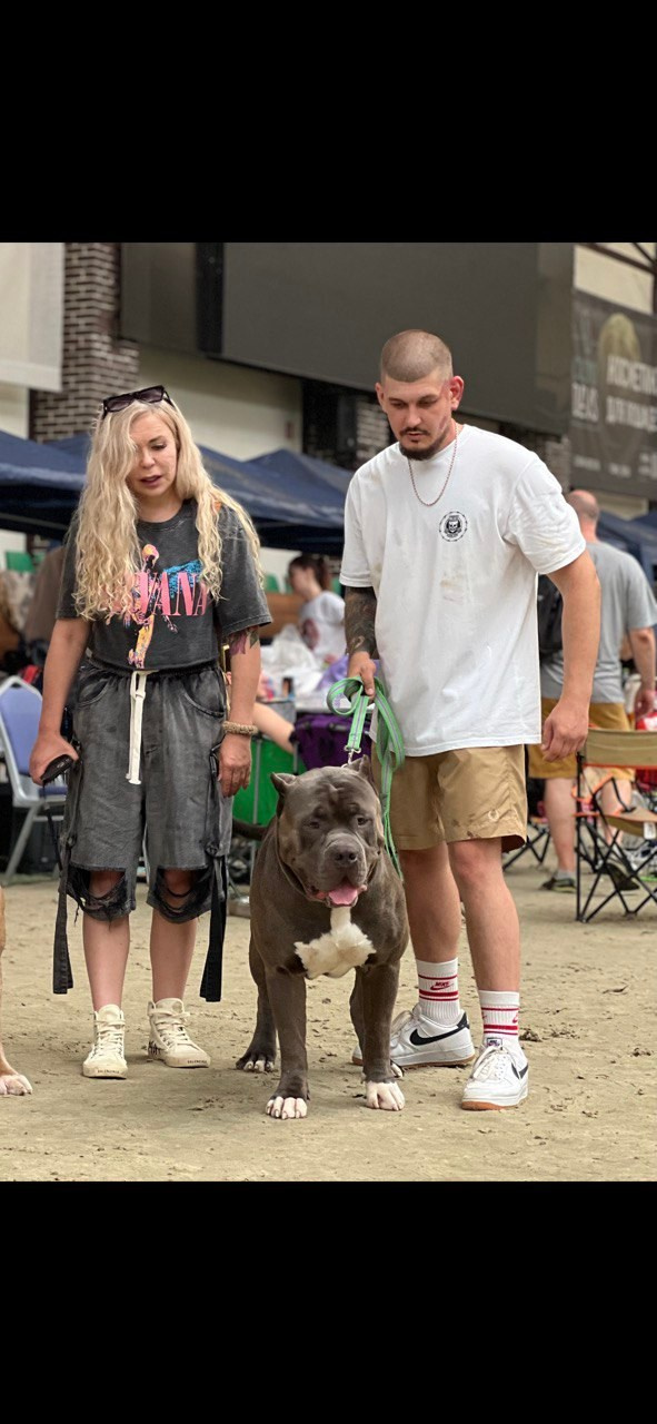 Участие в выставках. Американские булли XL в г. Калининград. Питомник Great Bully UNIVERSE