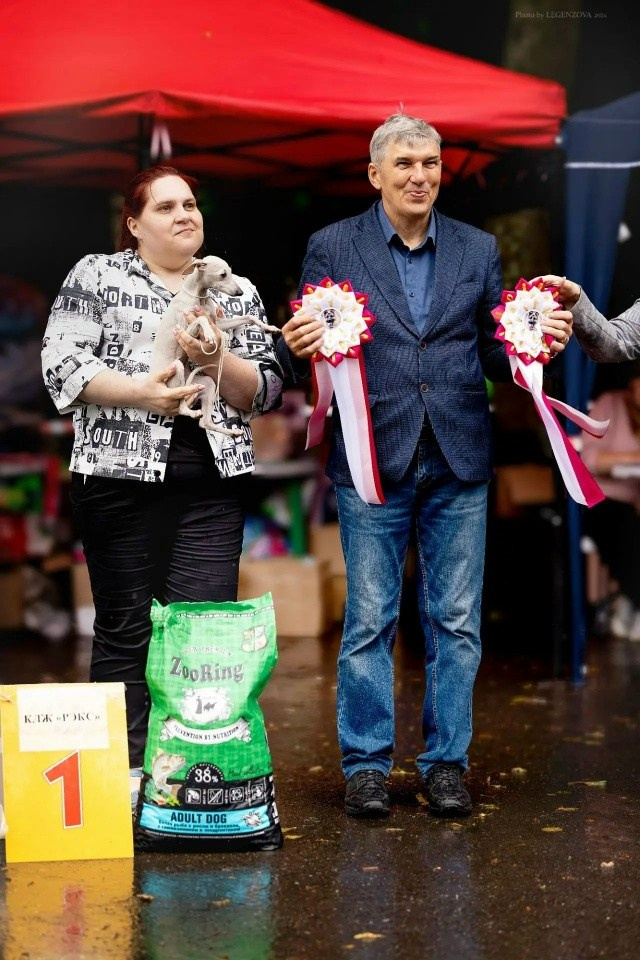 Жемчужная Печенька. Professional Italian Greyhound Kennel RKF/FCI ASTI SAPPHIRE 💎 Sochi|St. Petersburg