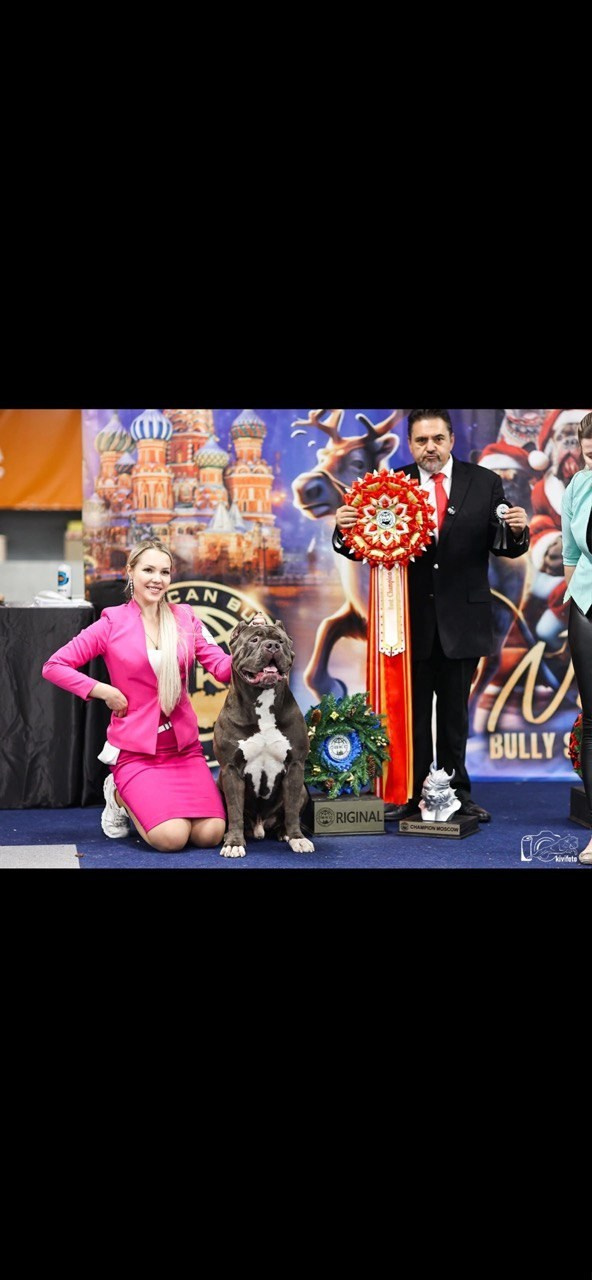 Участие в выставках. Американские булли XL в г. Калининград. Питомник Great Bully UNIVERSE