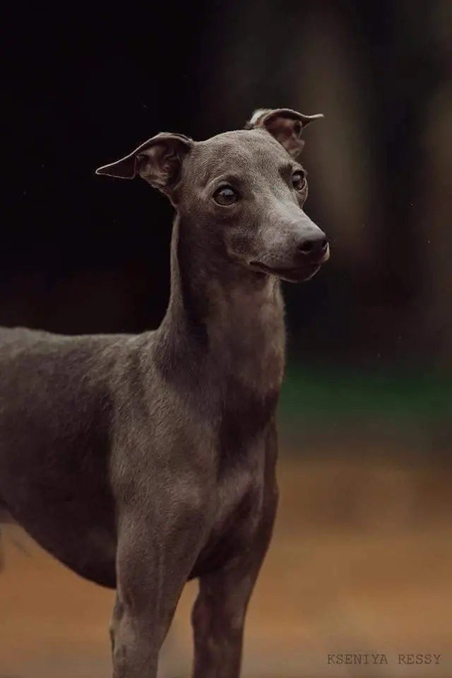 Весенние крошки. Профессиональный питомник левреток РКФ/FCI ASTI SAPPHIRE 💎 Сочи|Санкт-Петербург