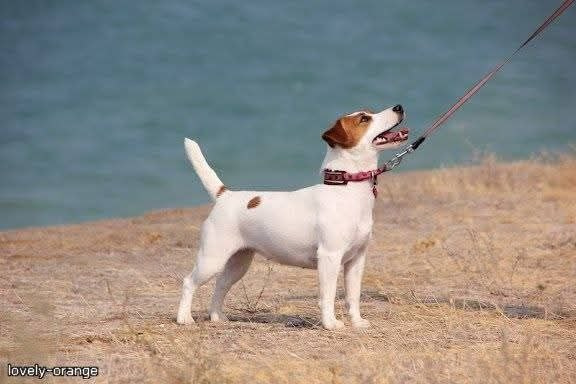 LOVELY-ORANGE HIT OF HIT. Lovely-Orange питомник джек рассел терьеров