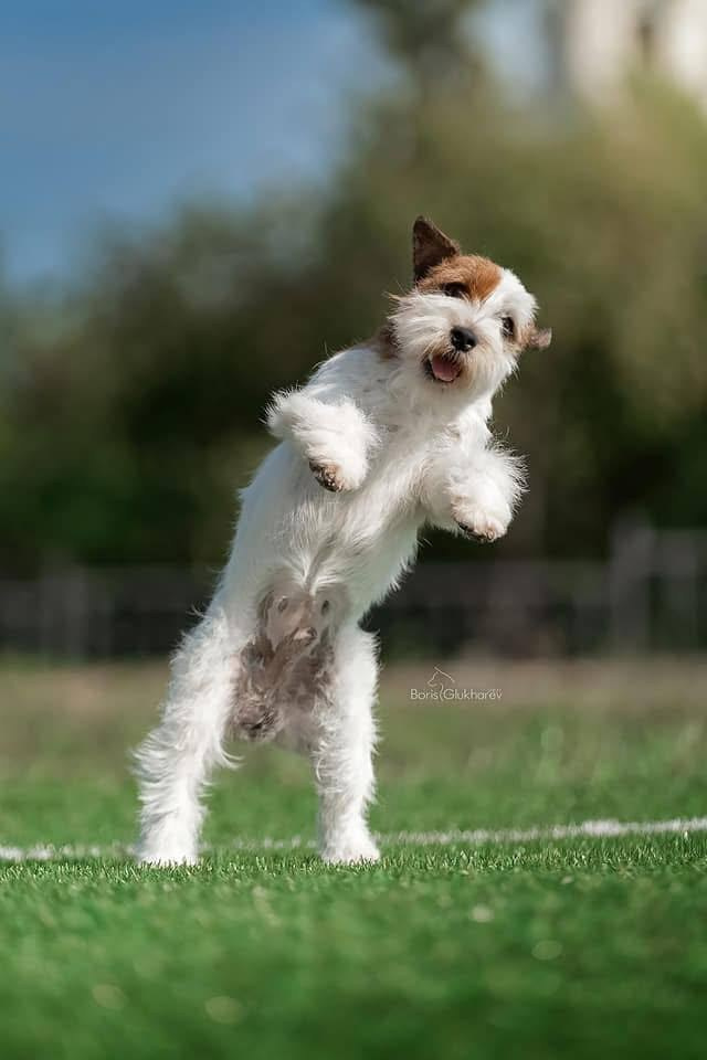 Lovely-Orange Grand Muffin. Lovely-Orange питомник джек рассел терьеров