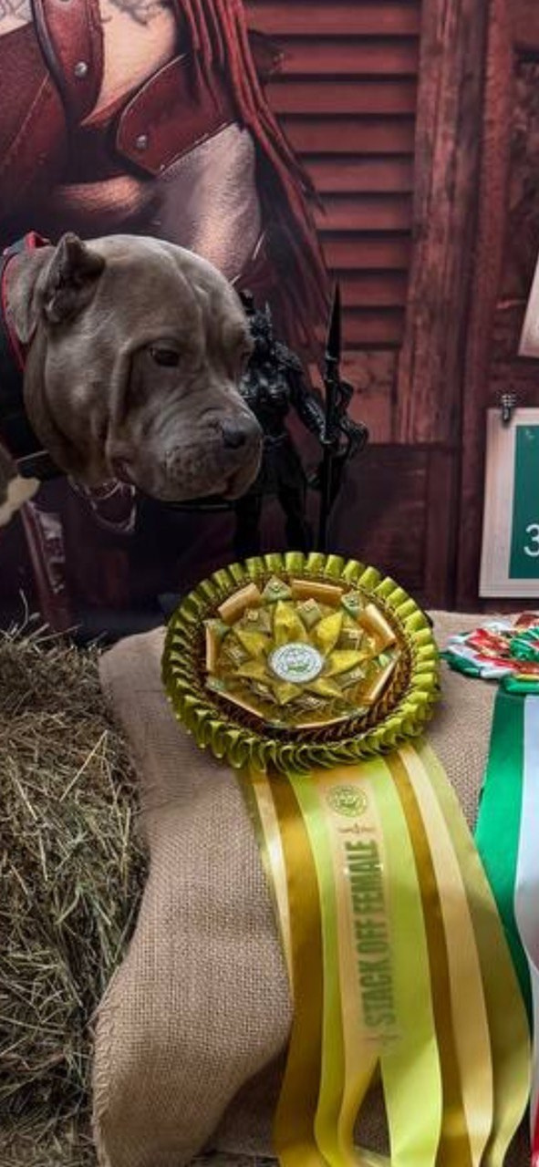 Участие в выставках. Американские булли XL в г. Калининград. Питомник Great Bully UNIVERSE