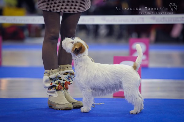 РОССИЯ 2012. Lovely-Orange питомник джек рассел терьеров