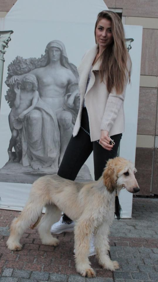 LYCORIS DREAMS BLUE DIAMOND «Evian». Профессиональный питомник левреток РКФ/FCI ASTI SAPPHIRE 💎 Сочи|Санкт-Петербург