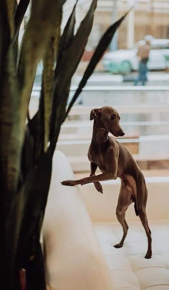 Весенние крошки. Профессиональный питомник левреток РКФ/FCI ASTI SAPPHIRE 💎 Сочи|Санкт-Петербург