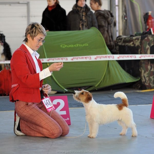 Выставка имени Сабанеева 2013. Lovely-Orange питомник джек рассел терьеров