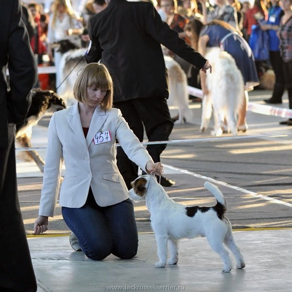 Выставка имени Сабанеева 2013. Lovely-Orange питомник джек рассел терьеров