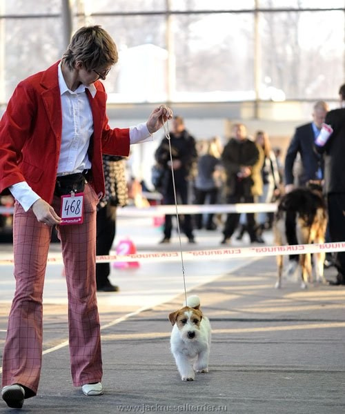 Выставка имени Сабанеева 2013. Lovely-Orange питомник джек рассел терьеров