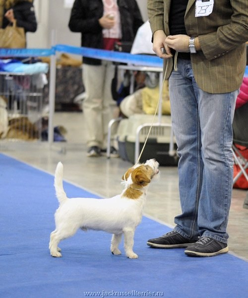 ЕВРАЗИЯ 2014. Lovely-Orange питомник джек рассел терьеров