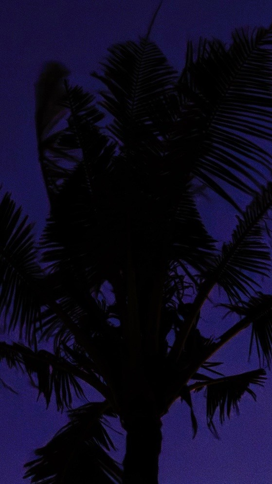 Who u are?. Carolinetru