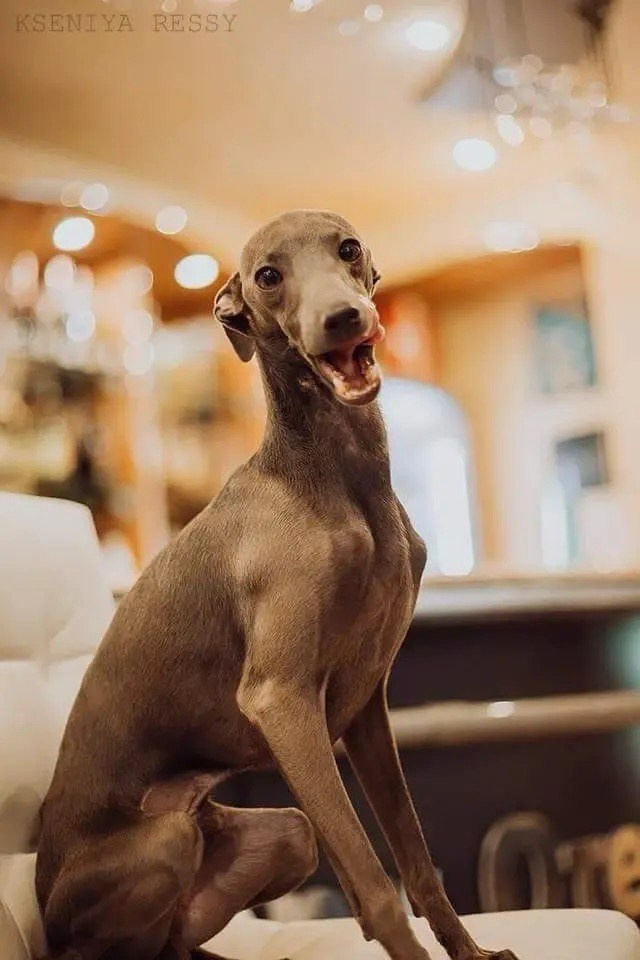 Весенние крошки. Профессиональный питомник левреток РКФ/FCI ASTI SAPPHIRE 💎 Сочи|Санкт-Петербург