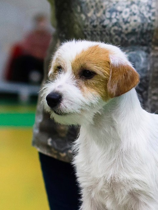 Lovely-Orange Millenium