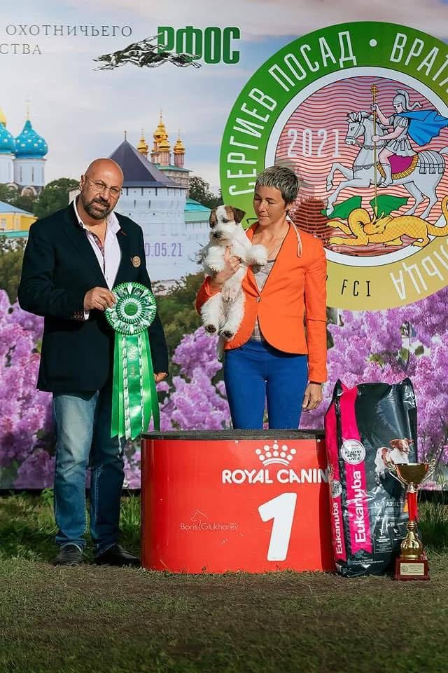 Lovely-Orange Grand Muffin. Lovely-Orange питомник джек рассел терьеров