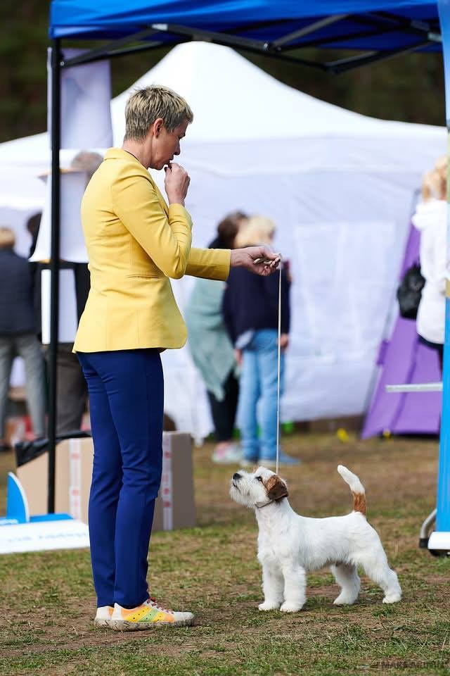 Lovely-Orange Grand Muffin. Lovely-Orange питомник джек рассел терьеров