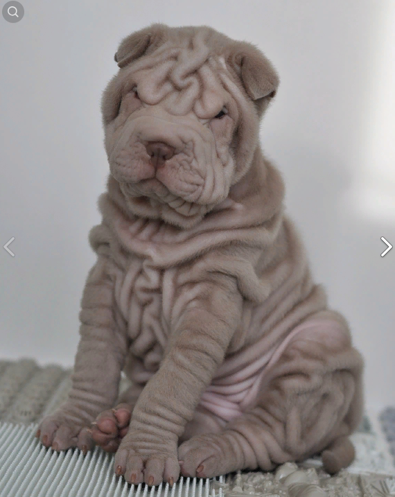 Свободные щенки Шар Пей в Иркутске. Питомник собак Иркутск