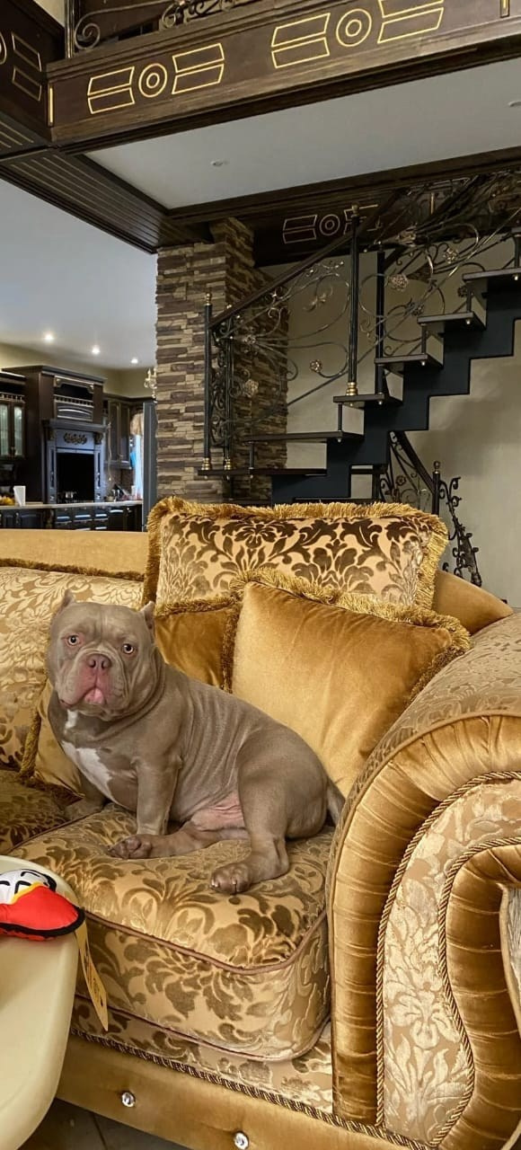 Познакомьтесь с Американским Булли в Иркутске. Питомник собак Иркутск