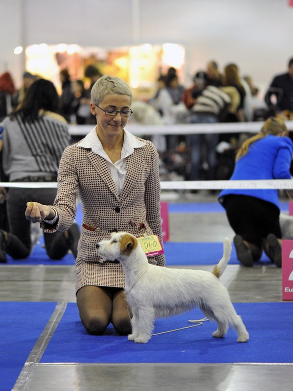 РОССИЯ 2012. Lovely-Orange питомник джек рассел терьеров