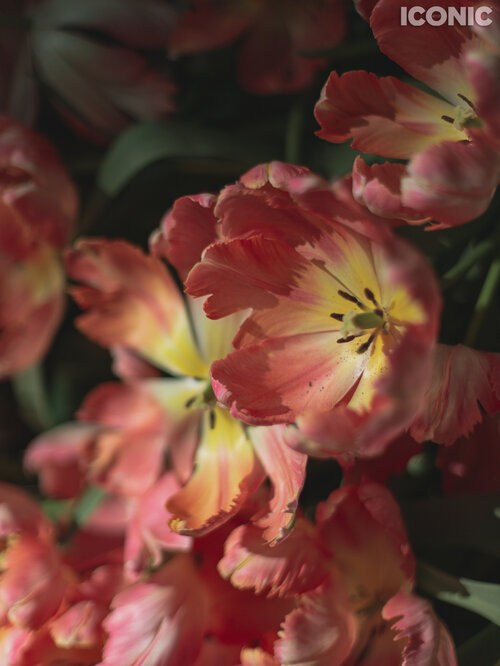 Vogue & iconic. Фотохудожник в СПб