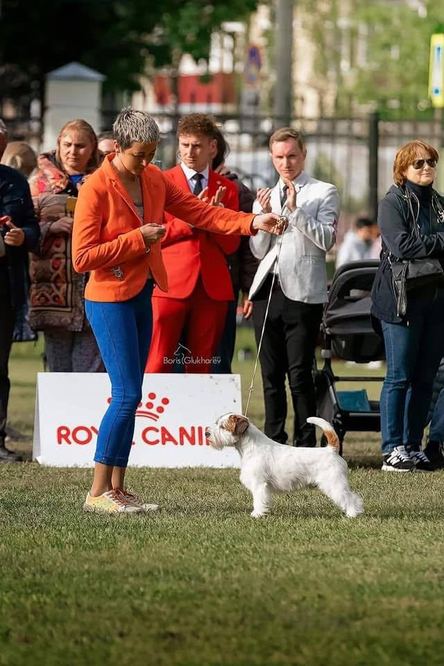 Lovely-Orange Grand Muffin. Lovely-Orange питомник джек рассел терьеров