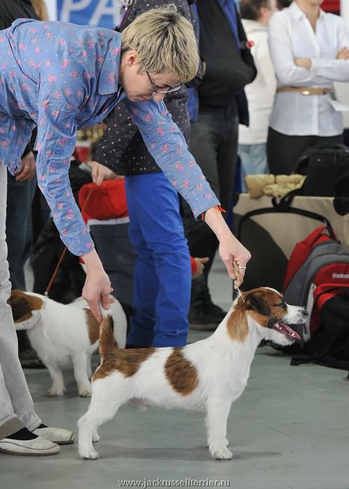 ЕВРАЗИЯ 2014. Lovely-Orange питомник джек рассел терьеров