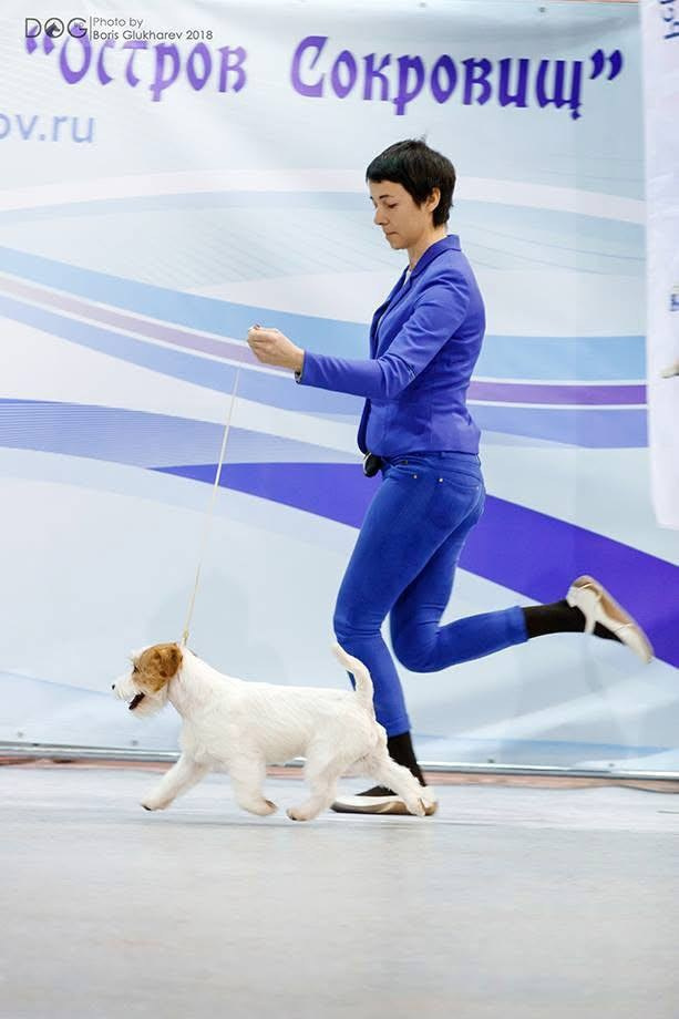 Lovely-Orange Mascarpone. Lovely-Orange питомник джек рассел терьеров