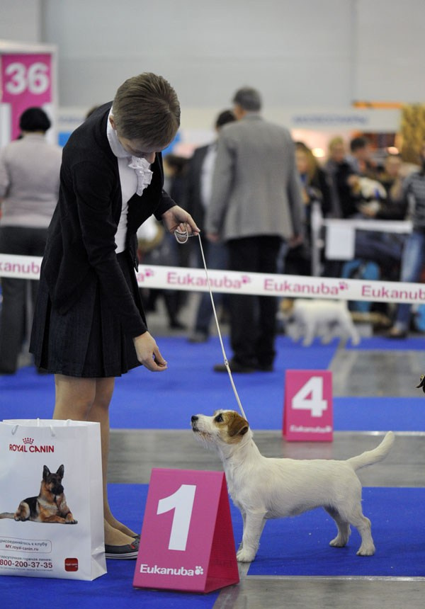 РОССИЯ 2012. Lovely-Orange питомник джек рассел терьеров