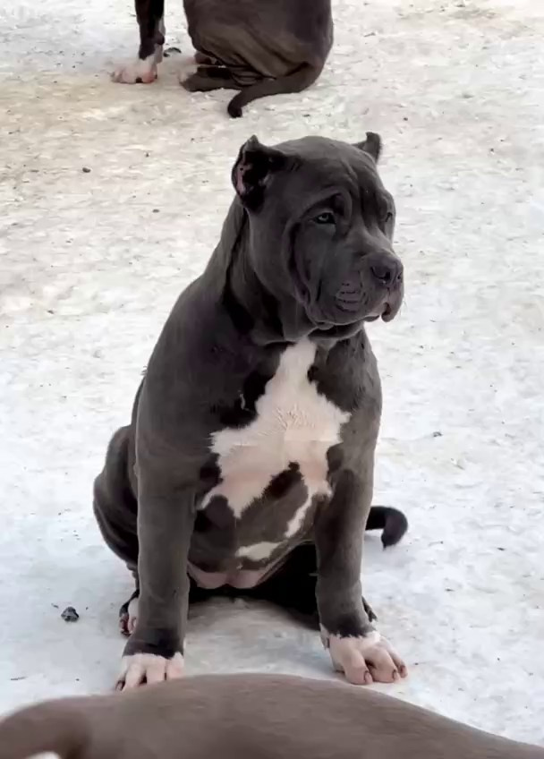 Все свободные щенки. Американские булли XL в г. Калининград. Питомник Great Bully UNIVERSE