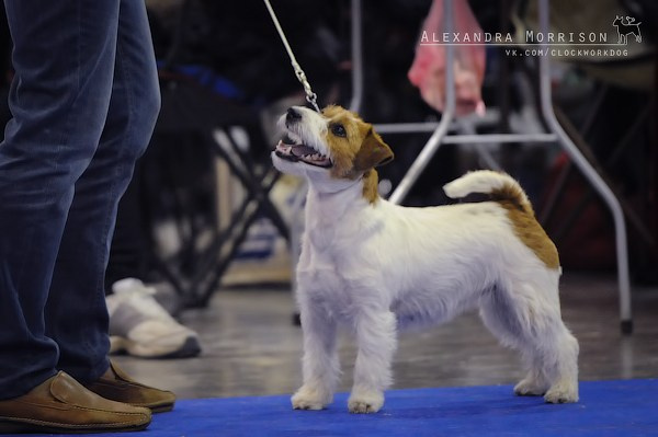РОССИЯ 2012. Lovely-Orange питомник джек рассел терьеров