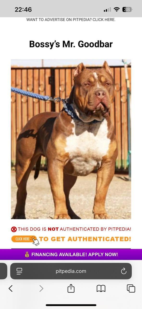 Mako’s GRANDBAR. Американские булли XL в г. Калининград. Питомник Great Bully UNIVERSE