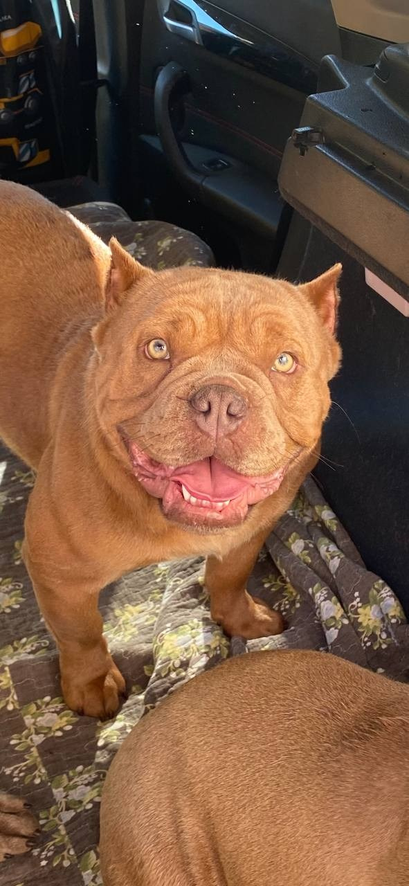 Познакомьтесь с Американским Булли в Иркутске. Питомник собак Иркутск