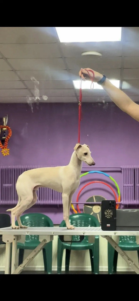 Asti Sapphire Zeus. Профессиональный питомник левреток РКФ/FCI ASTI SAPPHIRE 💎 Сочи|Санкт-Петербург