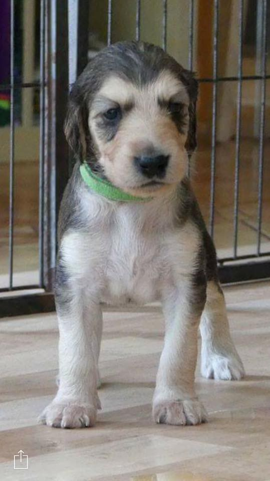 LYCORIS DREAMS BLUE DIAMOND «Evian». Профессиональный питомник левреток РКФ/FCI ASTI SAPPHIRE 💎 Сочи|Санкт-Петербург