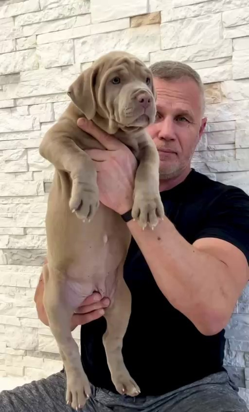 Hunter&Queenie, 10.09.25. Американские булли XL в г. Калининград. Питомник Great Bully UNIVERSE