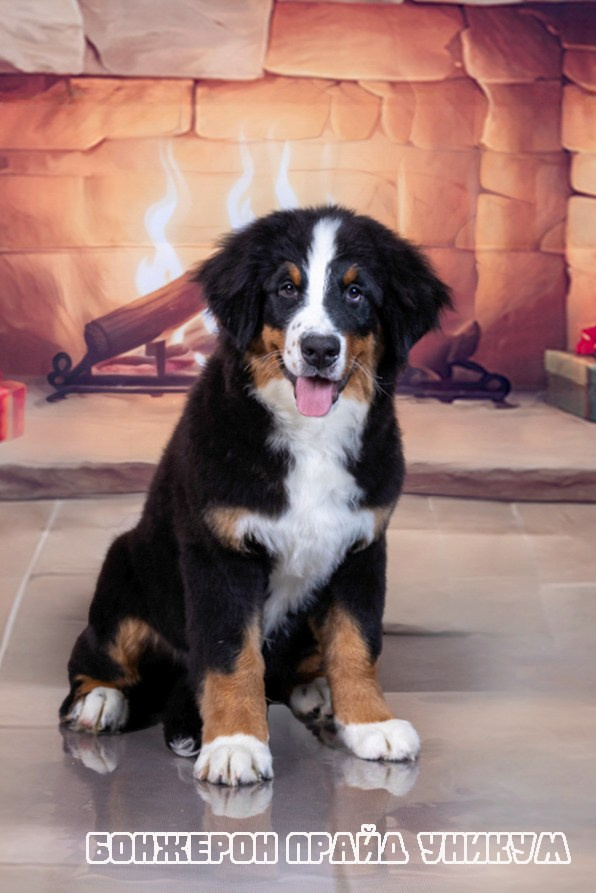 Бонжерон прайд. Фотограф 📸 семейный, предметный, репортажный