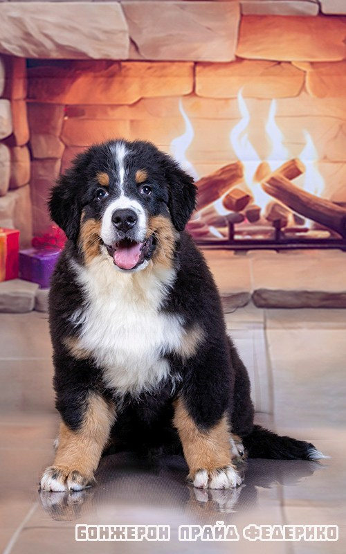 Бонжерон прайд. Фотограф 📸 семейный, предметный, репортажный