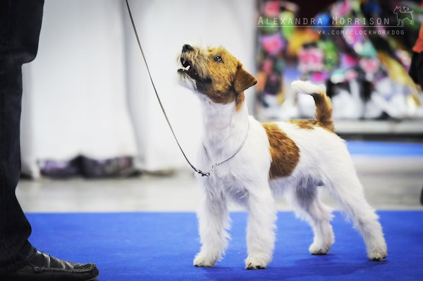 РОССИЯ 2012. Lovely-Orange питомник джек рассел терьеров