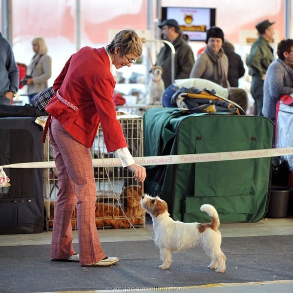 Выставка имени Сабанеева 2013. Lovely-Orange питомник джек рассел терьеров
