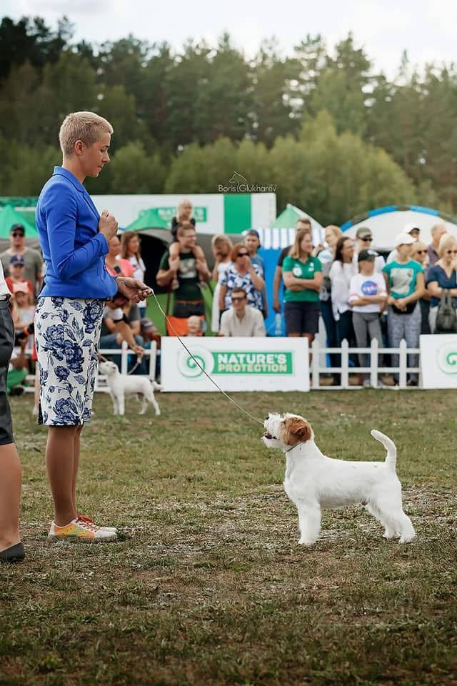 Lovely-Orange Mascarpone. Lovely-Orange питомник джек рассел терьеров