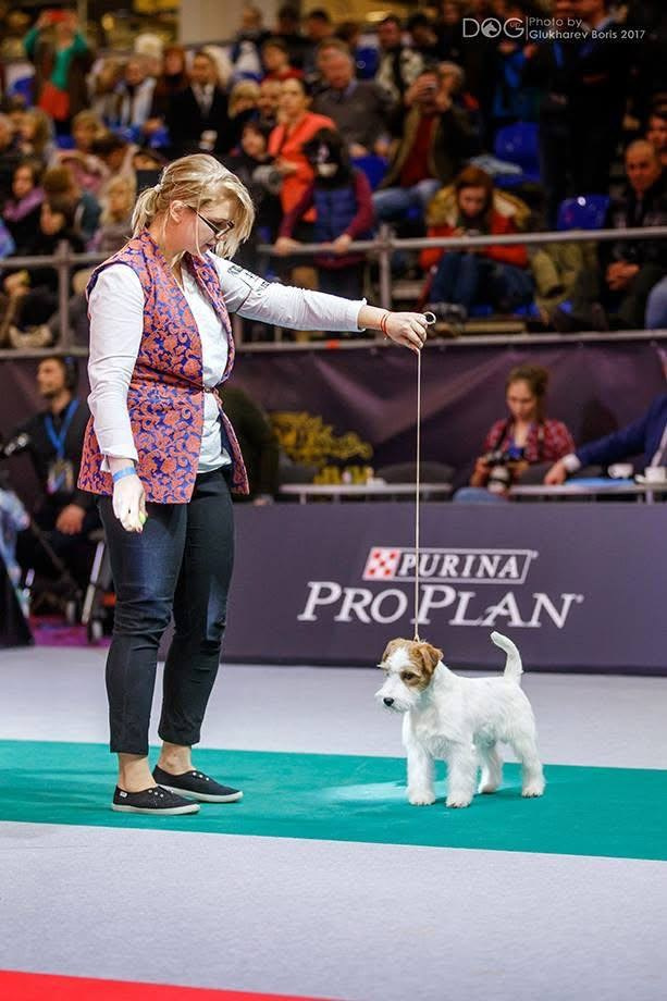 Lovely-Orange Mascarpone. Lovely-Orange питомник джек рассел терьеров