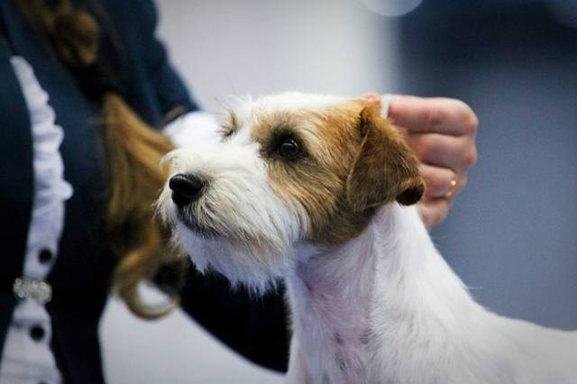 LOVELY-ORANGE X-TRA RUSSIAN BEAUTY. Lovely-Orange питомник джек рассел терьеров