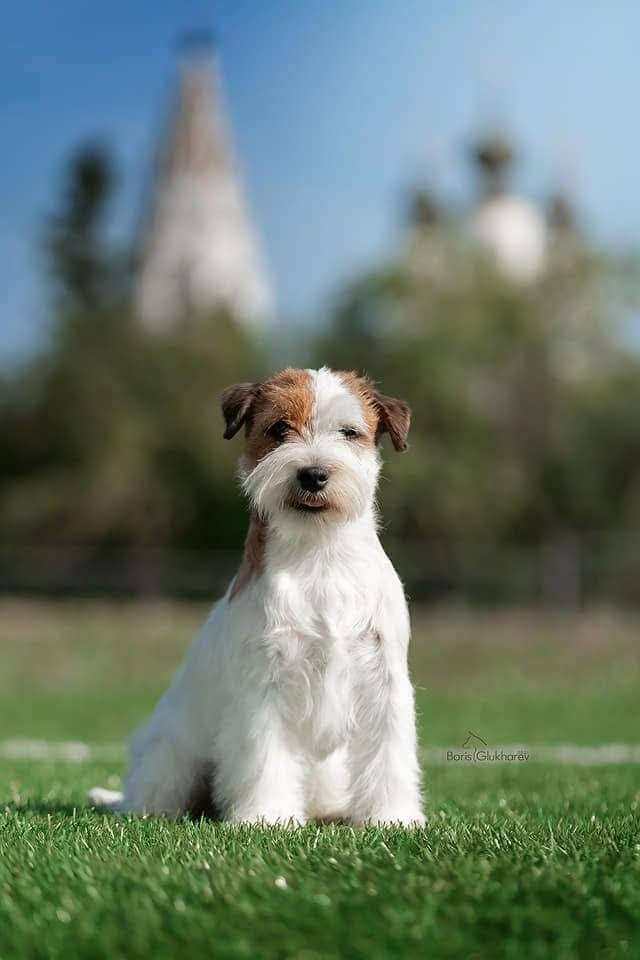Lovely-Orange Grand Muffin. Lovely-Orange питомник джек рассел терьеров