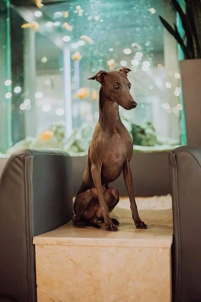 Весенние крошки. Профессиональный питомник левреток РКФ/FCI ASTI SAPPHIRE 💎 Сочи|Санкт-Петербург