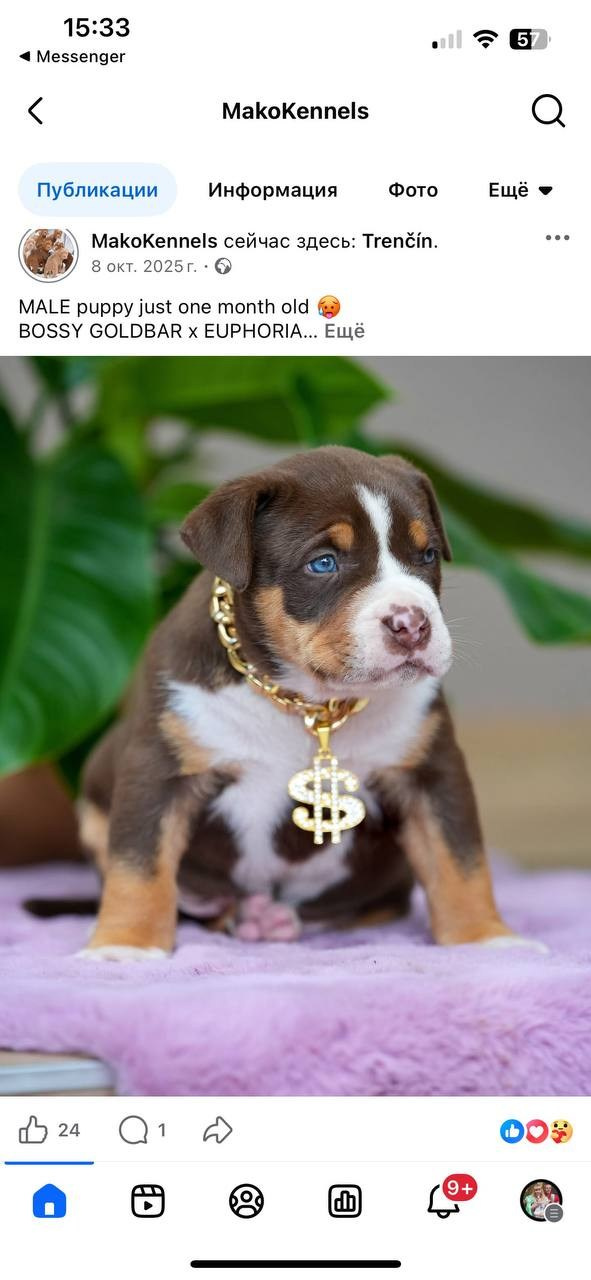 Mako’s GRANDBAR. Американские булли XL в г. Калининград. Питомник Great Bully UNIVERSE