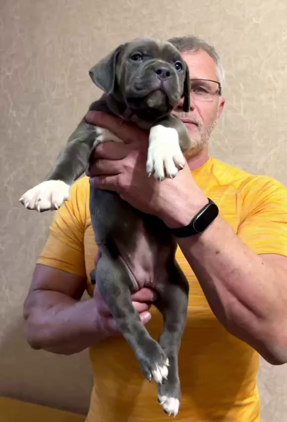 Hunter&Queenie, 10.09.25. Американские булли XL в г. Калининград. Питомник Great Bully UNIVERSE