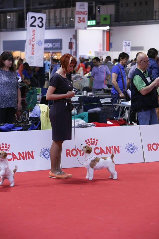 ЧЕМПИОНАТ МИРА 2015. Lovely-Orange питомник джек рассел терьеров