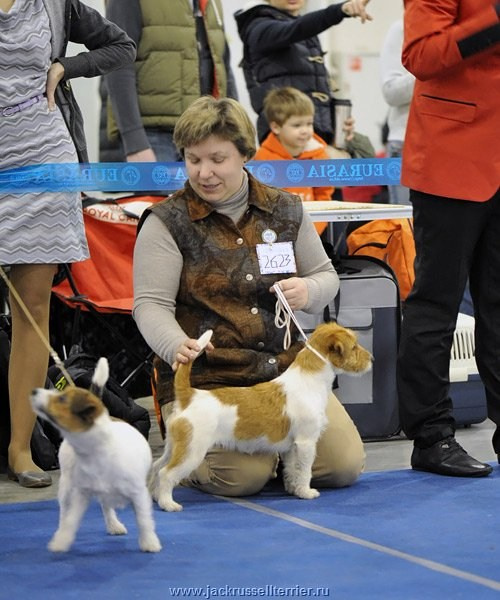 ЕВРАЗИЯ 2014. Lovely-Orange питомник джек рассел терьеров