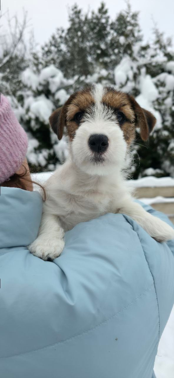 BELIEVE ME. Lovely Orange kennel Jack Russell Terrier FCI/RKF